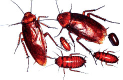 cucaracha americana