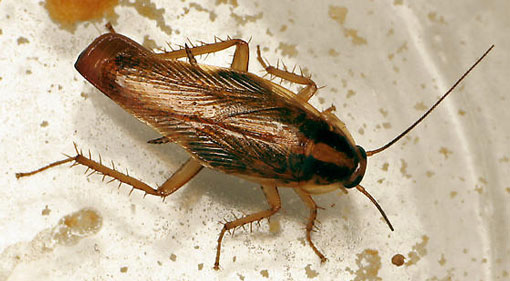 cucaracha alemana