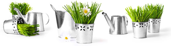 consejos jardineria
